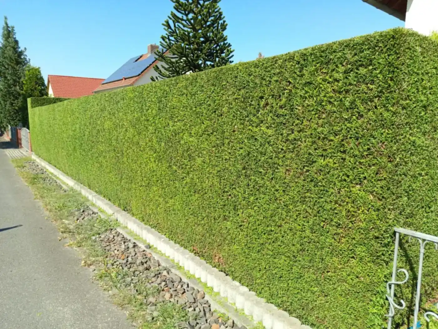 Hohe, dicht gewachsene Grundstückshecke mit sauberem Formschnitt entlang eines Weges