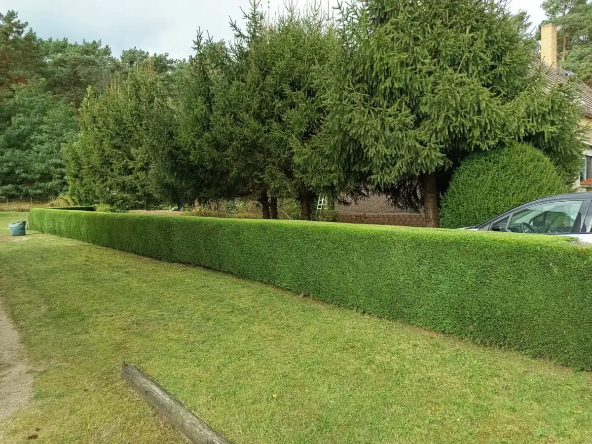 Lange, gerade geschnittene Hecke vor großen Nadelbäumen