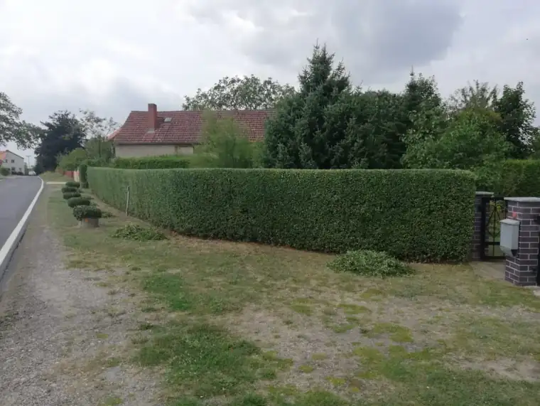 Gerade geschnittene Hecke entlang einer Straße und Grundstücksgrenze