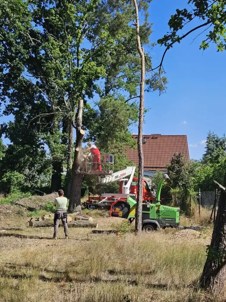 Baumarbeiten mit Hubarbeitsbühne und Häcksler auf einem Grundstück