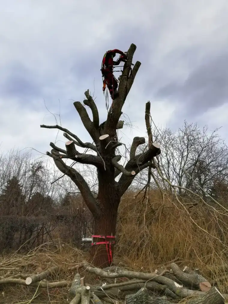 Baumpfleger mit Seilsicherung beim stückweisen Abtragen eines großen Baumes