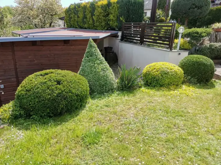 Ziergarten mit kegelförmig und rund geschnittenen immergrünen Gehölzen